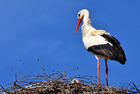 stork