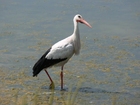 foto stork