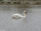 foto svan 1