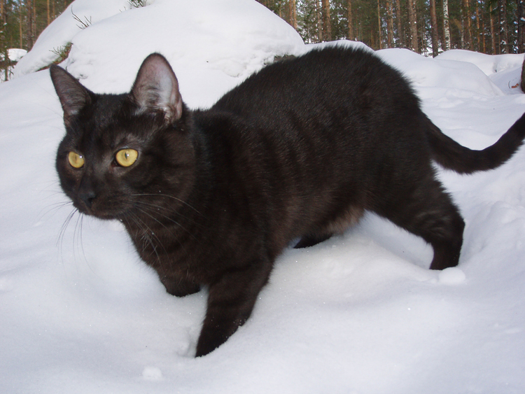 Foto svart katt