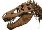 foto T-rex