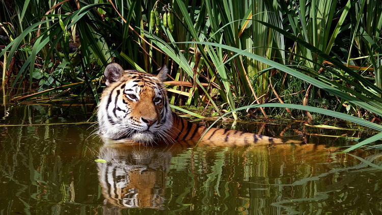 Foto tiger i vatten