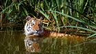 foto tiger i vatten