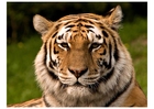 foto tiger