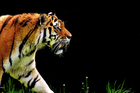 foto tiger