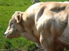 foto tjur