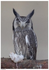 foto uggla