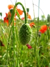 Foto vallmoknopp 2