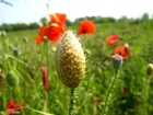 foto vallmoknopp