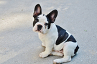 valp - Fransk bulldogg