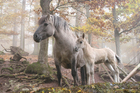 foto vildhästar