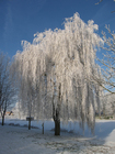 foto vinter