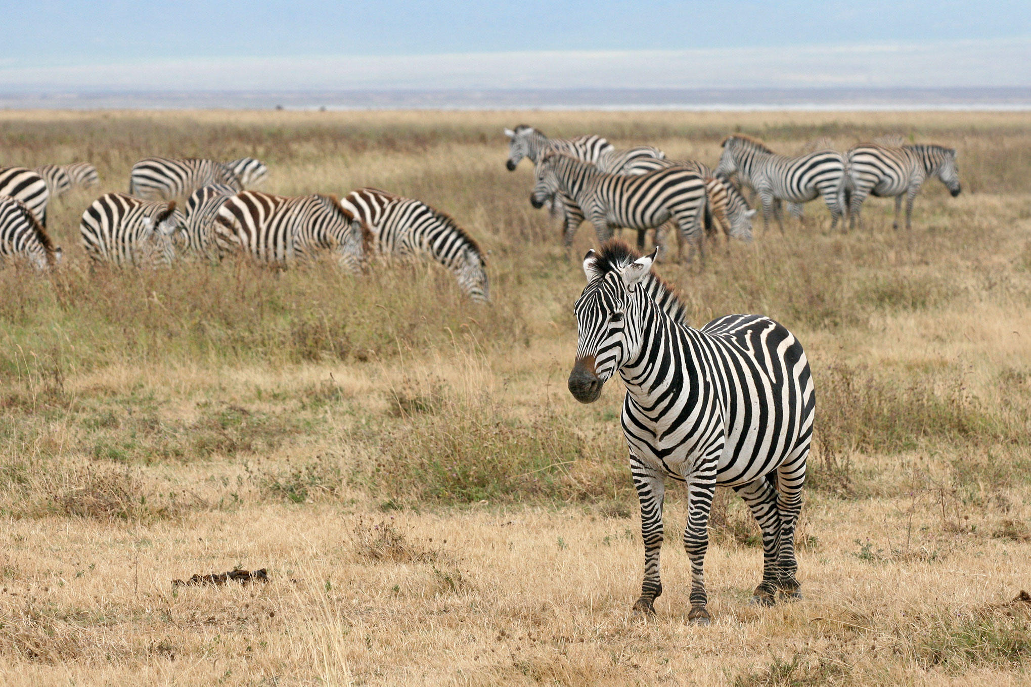 Foto zebra- Skriv Ut Gratis Bilder - Bild 22656