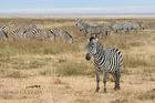 foto zebra