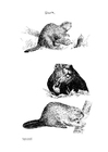 Målarbild bÃ¤ver