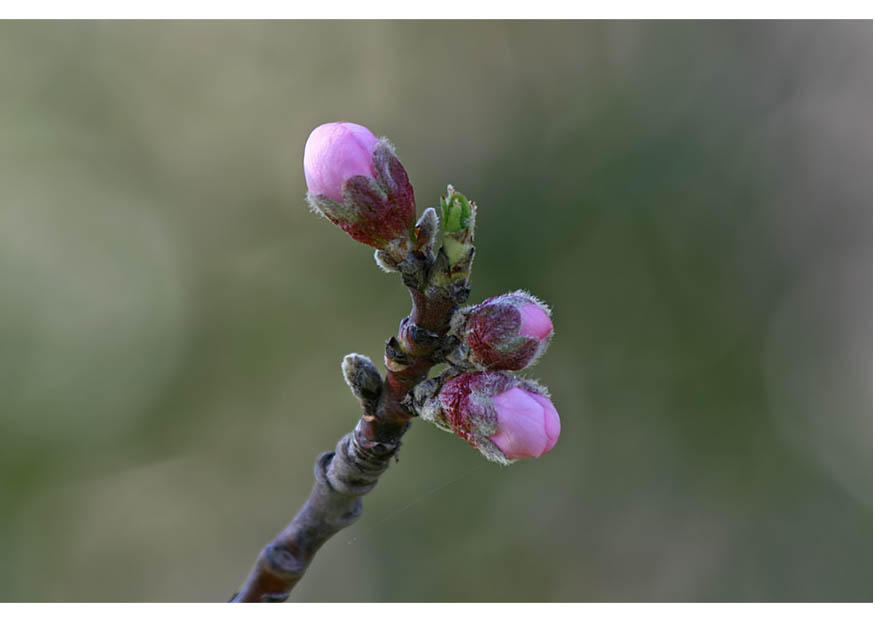 2. nektarinens knoppar - tidig vA¥r Foto 2. nektarinens knoppar - tidig vA¥r