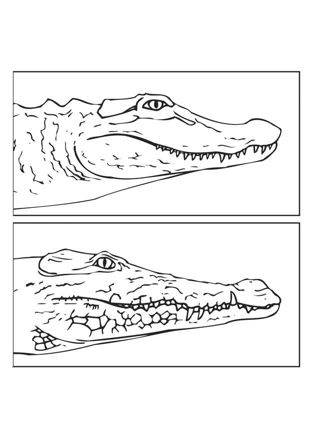 alligator och krokodil Målarbild alligator och krokodil