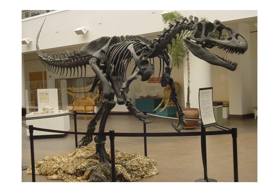 allosaurus skalle Foto allosaurus skalle