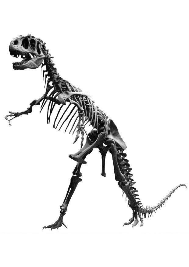 allosaurus skelett Foto allosaurus skelett