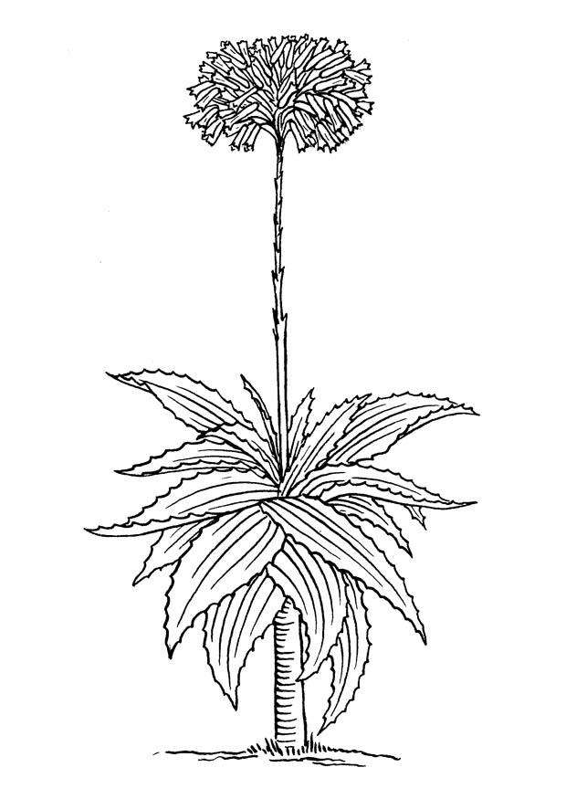 Målarbild aloe vera