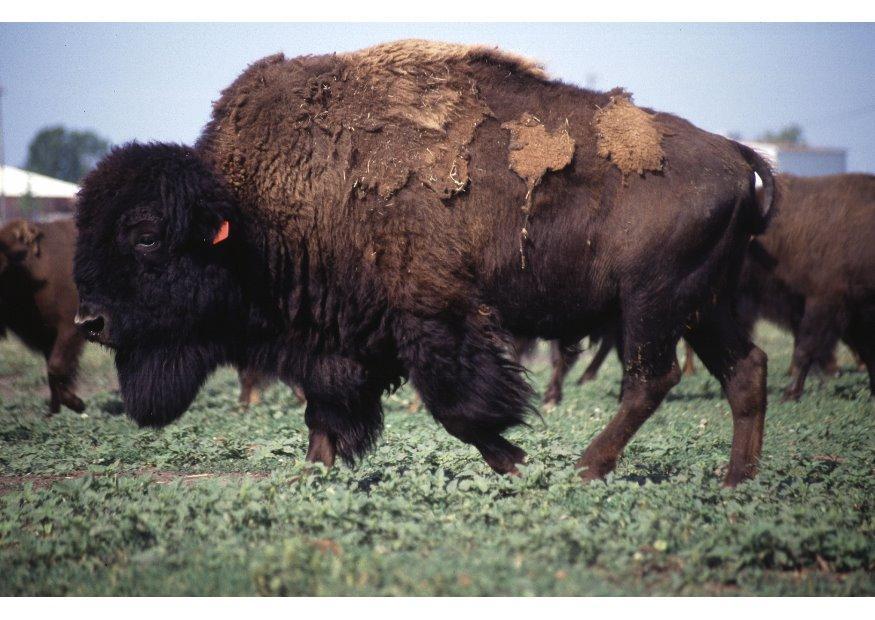 amerikansk bison Foto amerikansk bison