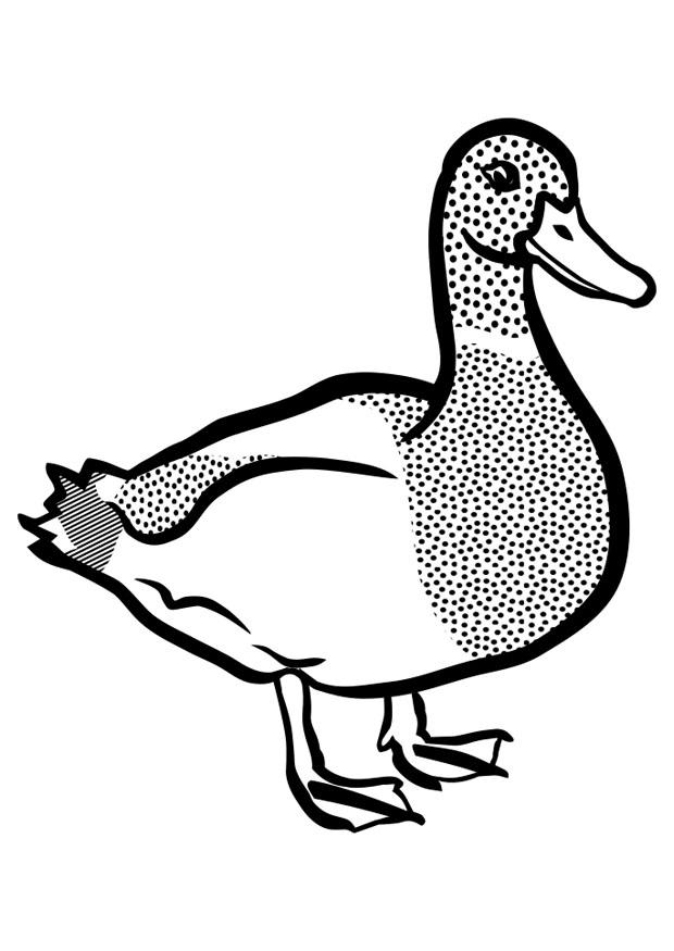 anka Målarbild anka