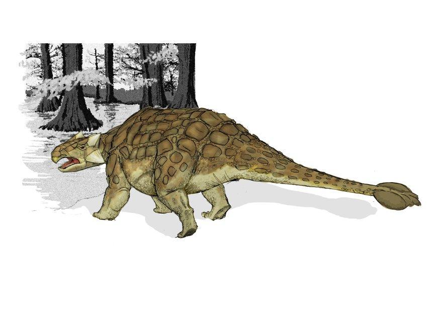 ankylosaurus bild ankylosaurus