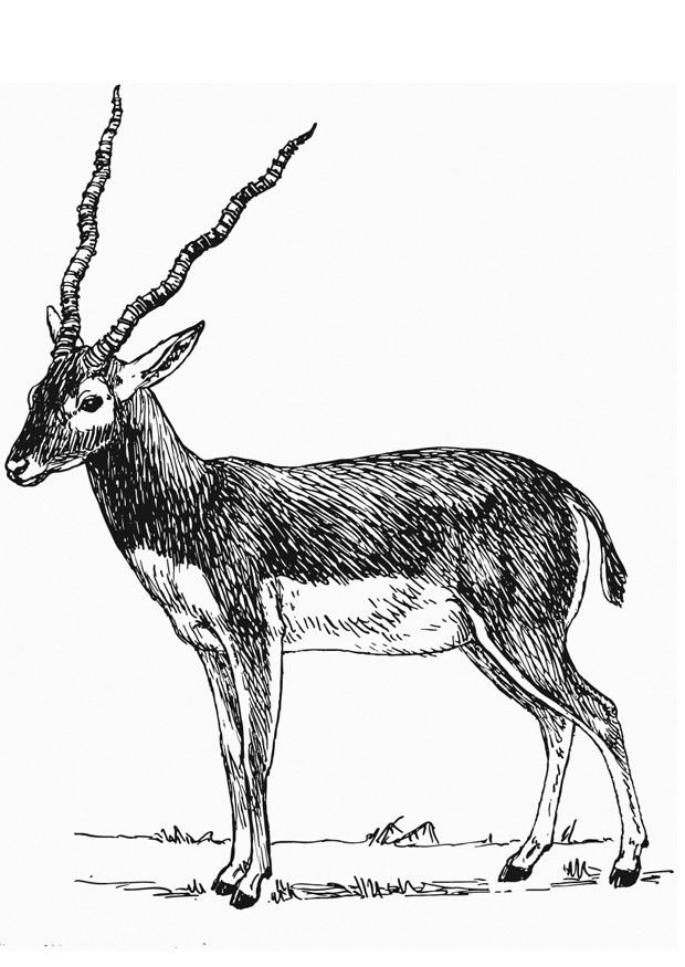 antilop Målarbild antilop
