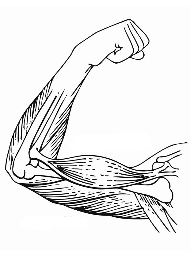 armmuskler Målarbild armmuskler