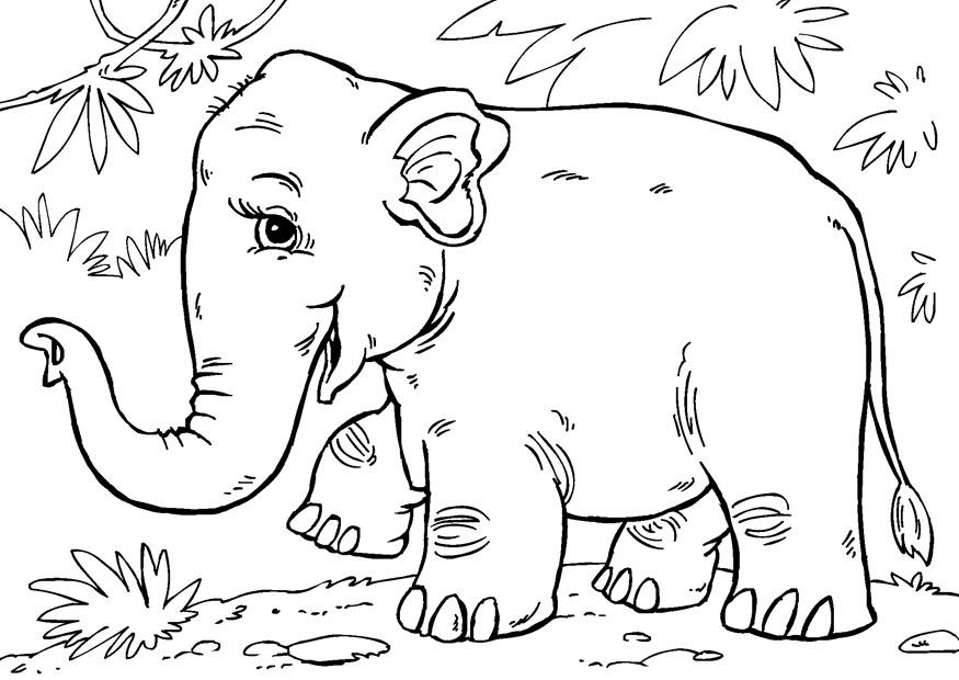 Asiatisk elefant