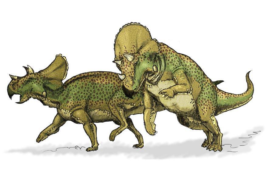 bild avaceratops dinosaurie