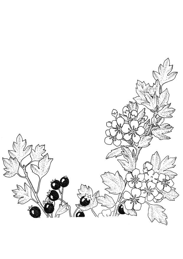 bA¤r och blommor Målarbild bA¤r och blommor