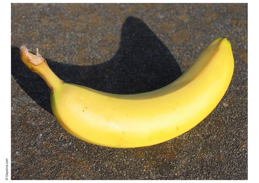 banan Foto banan