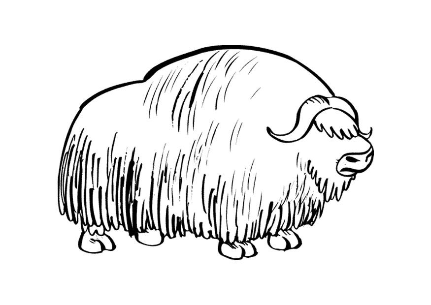 bisonoxe Målarbild bisonoxe