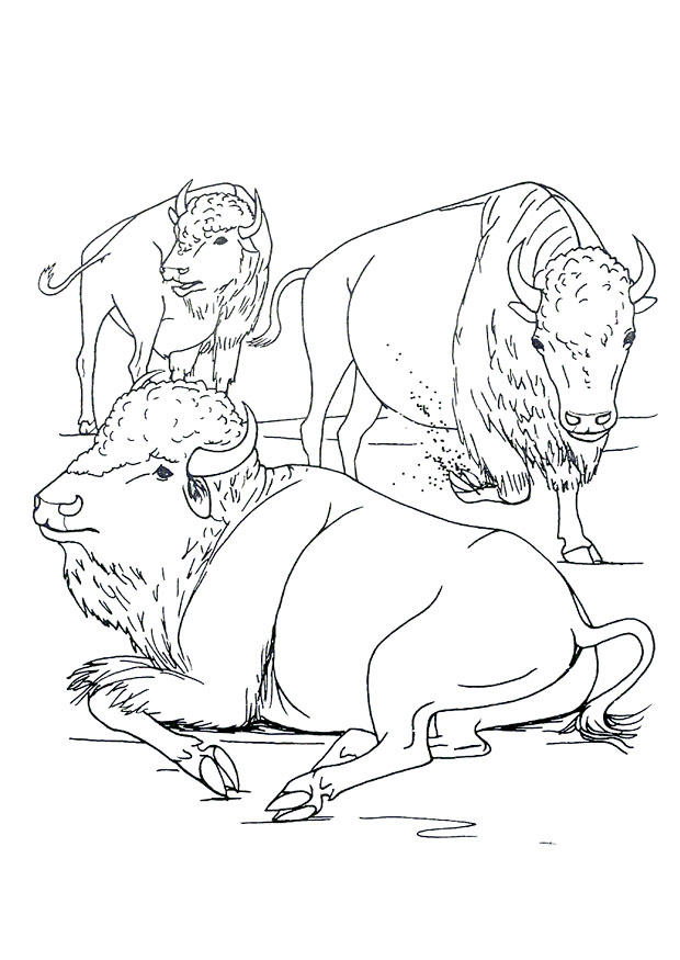 bisonoxe Målarbild bisonoxe