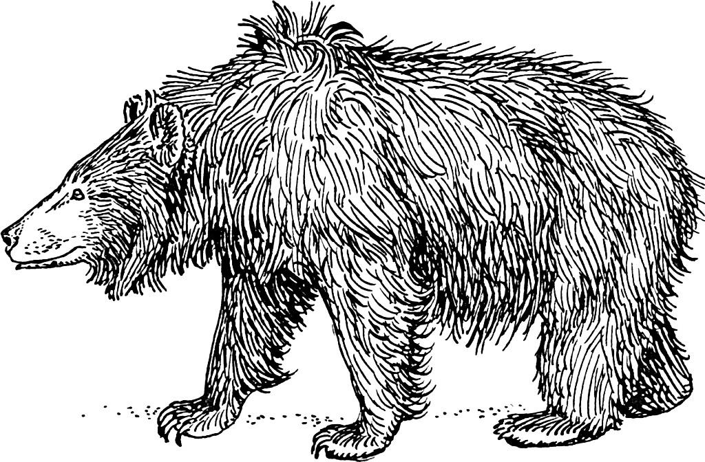 Målarbild bjA¶rn