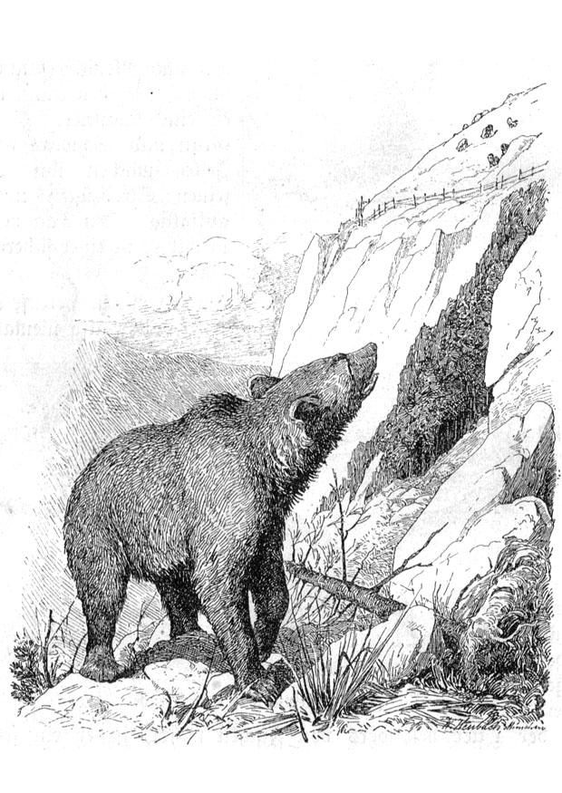 bjA¶rn Målarbild bjA¶rn