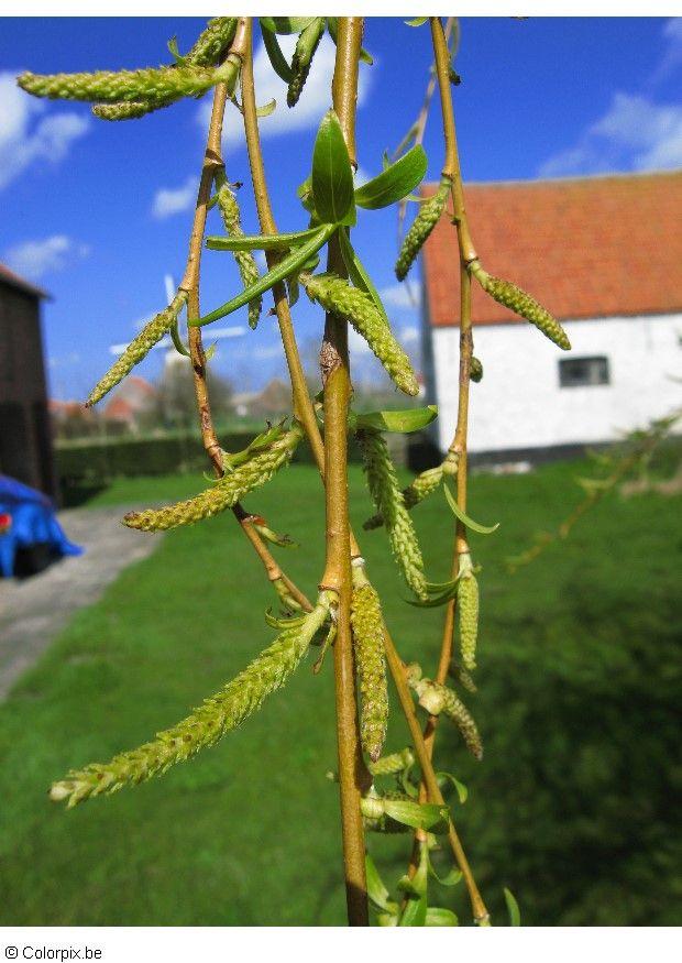 blomh Foto blomh