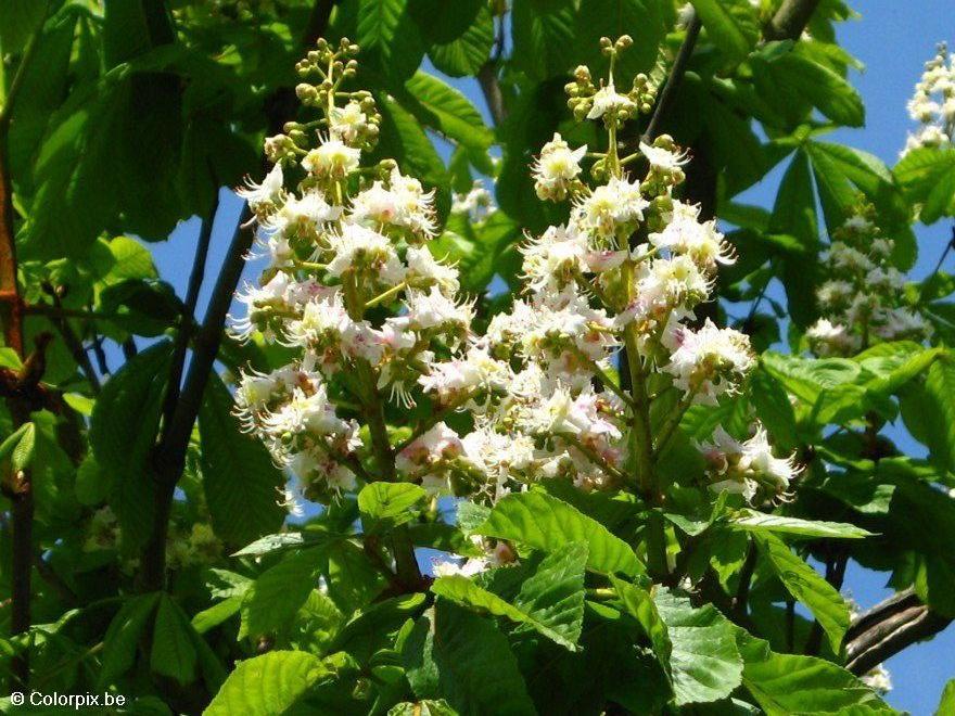 blommande hA¤stkastanj Foto blommande hA¤stkastanj