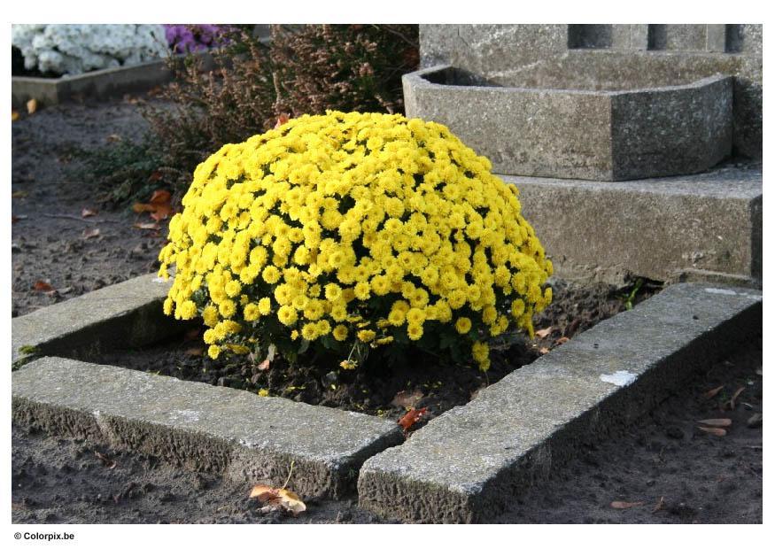 blommor pA¥ kyrkogA¥rd Foto blommor pA¥ kyrkogA¥rd