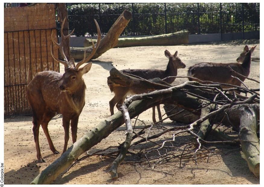 bock och hind Foto bock och hind