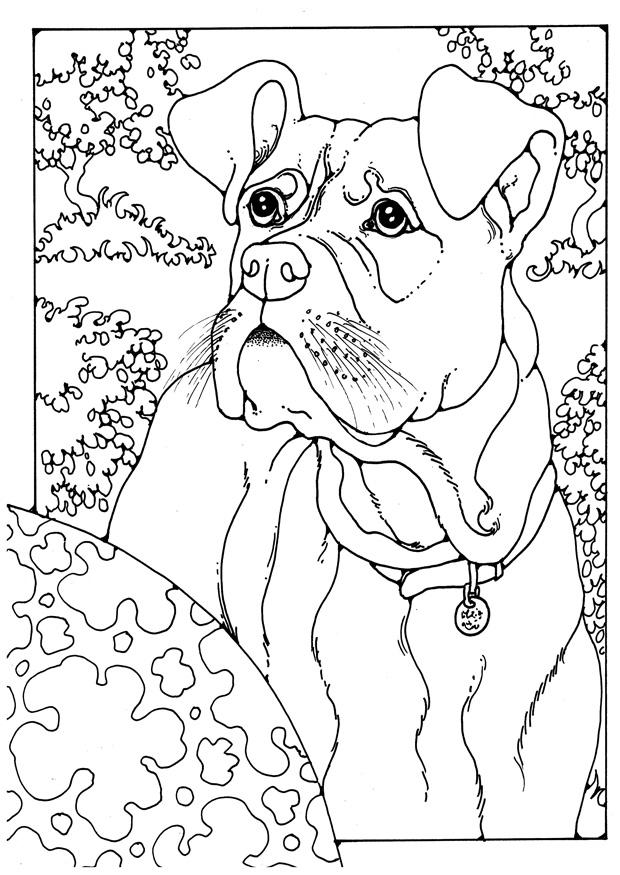 boxer Målarbild boxer