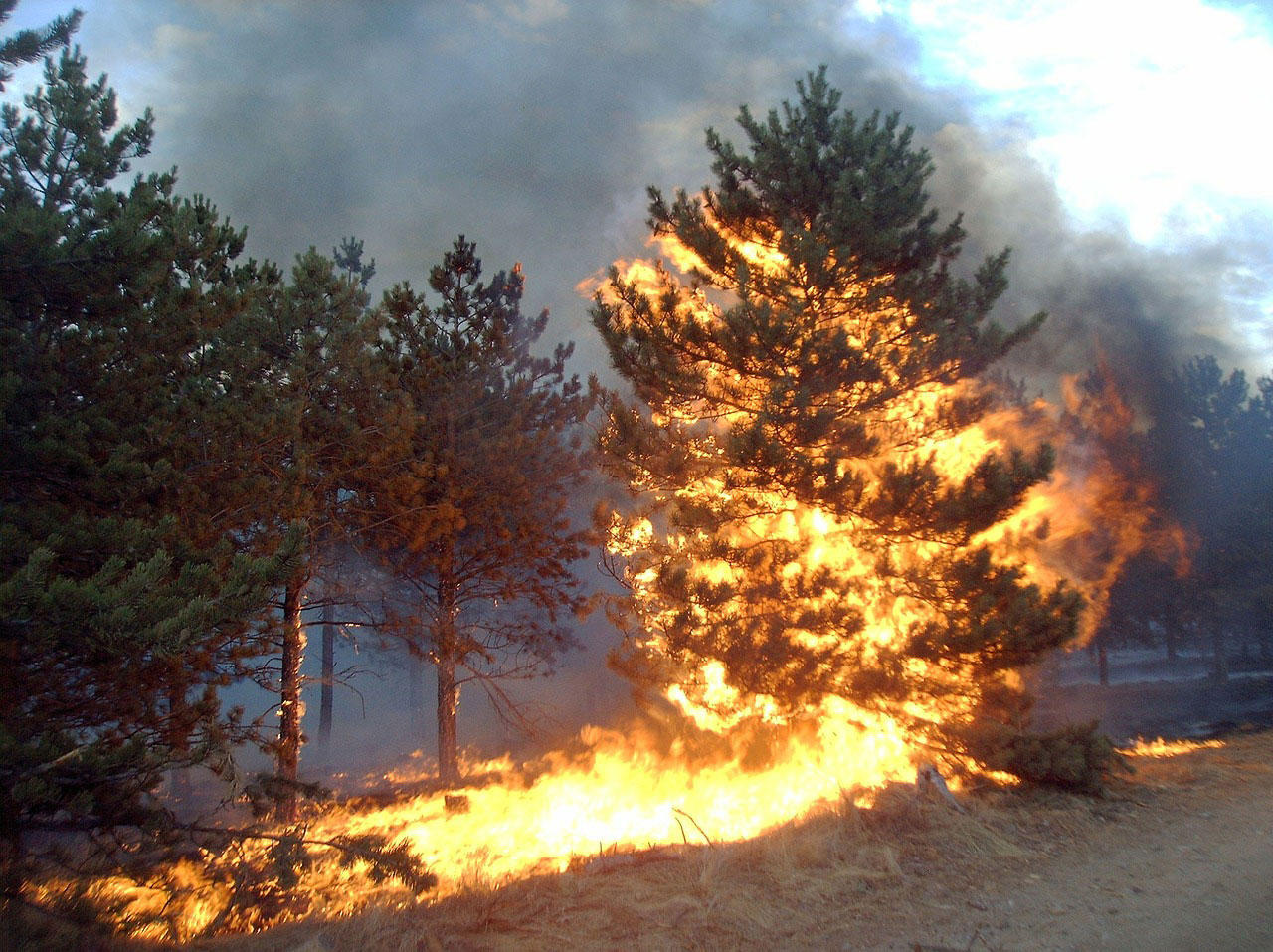 brand Foto brand