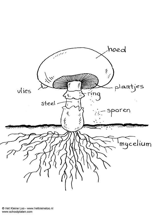 champignon Målarbild champignon