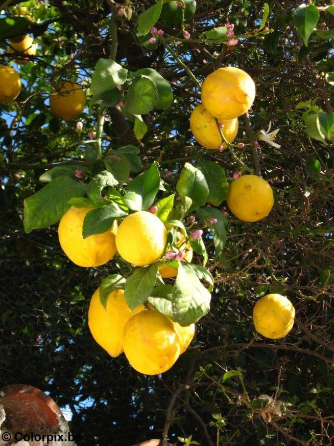 citroner Foto citroner