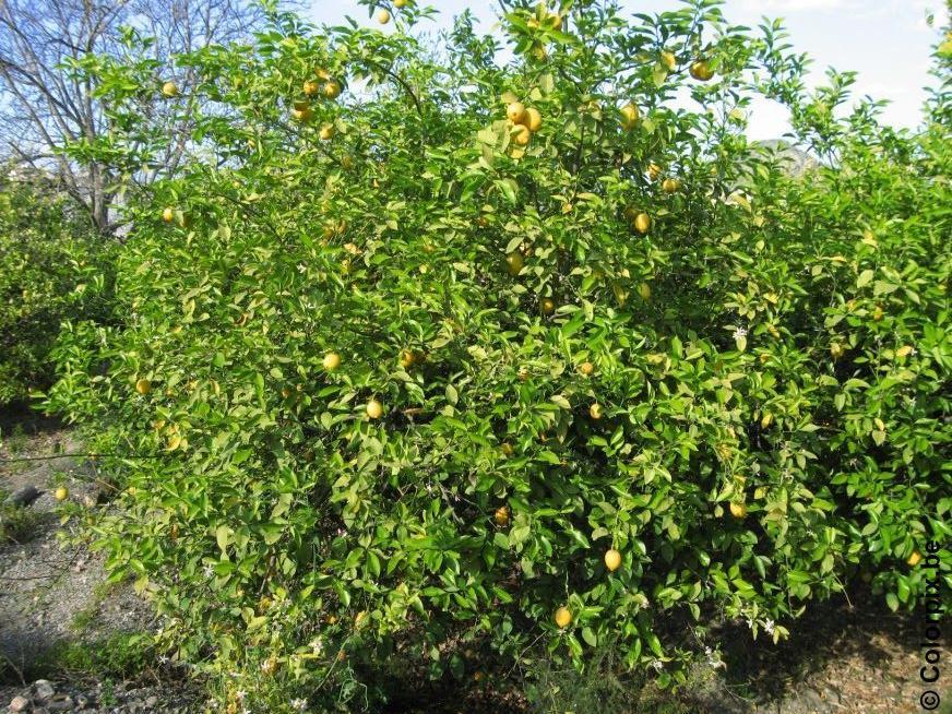 citrontrA¤d Foto citrontrA¤d