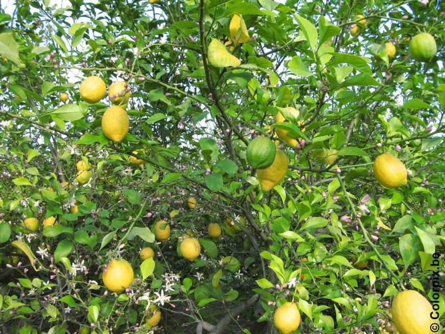 citrontrA¤d Foto citrontrA¤d