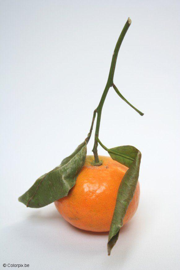 clementin Foto clementin