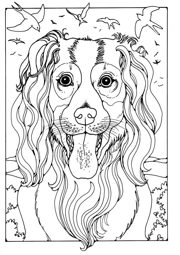 collie Målarbild collie