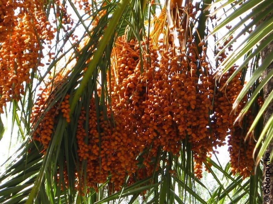 dadlar Foto dadlar